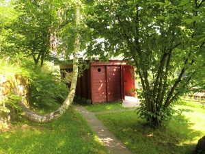 krumme Birke